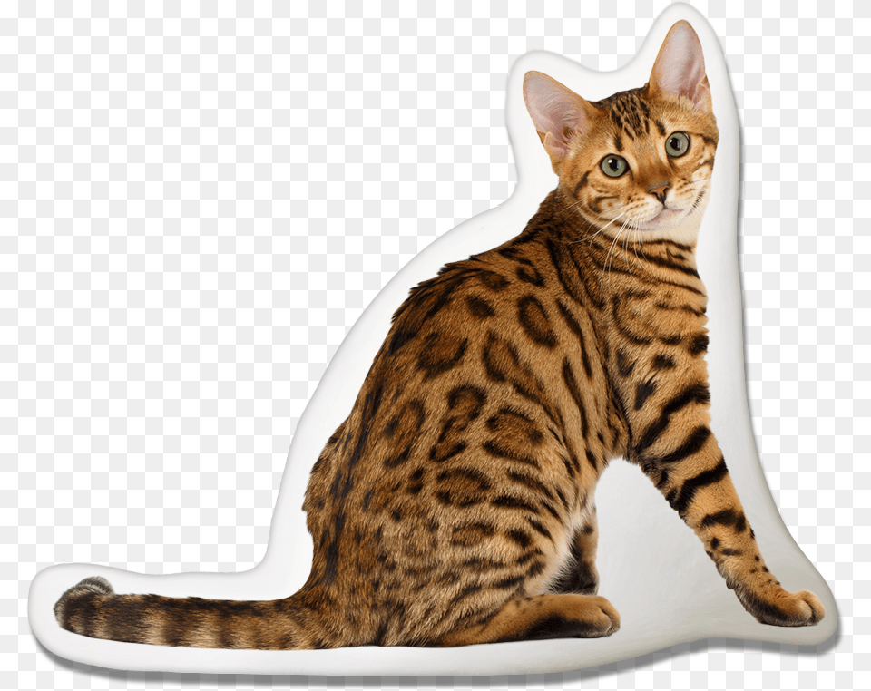 Cheetoh Pillow Pawjoy Toyger Cat, Animal, Mammal, Pet, Egyptian Cat Free Png Download