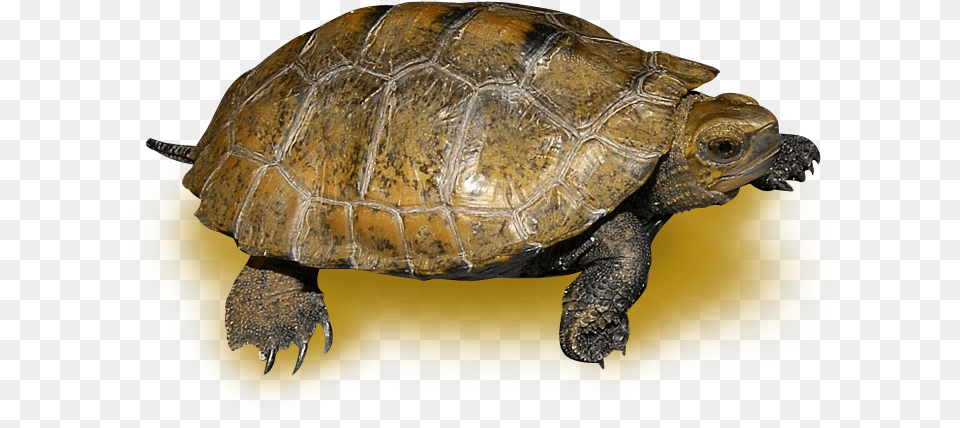 Chelonoidis, Animal, Reptile, Sea Life, Tortoise Png Image