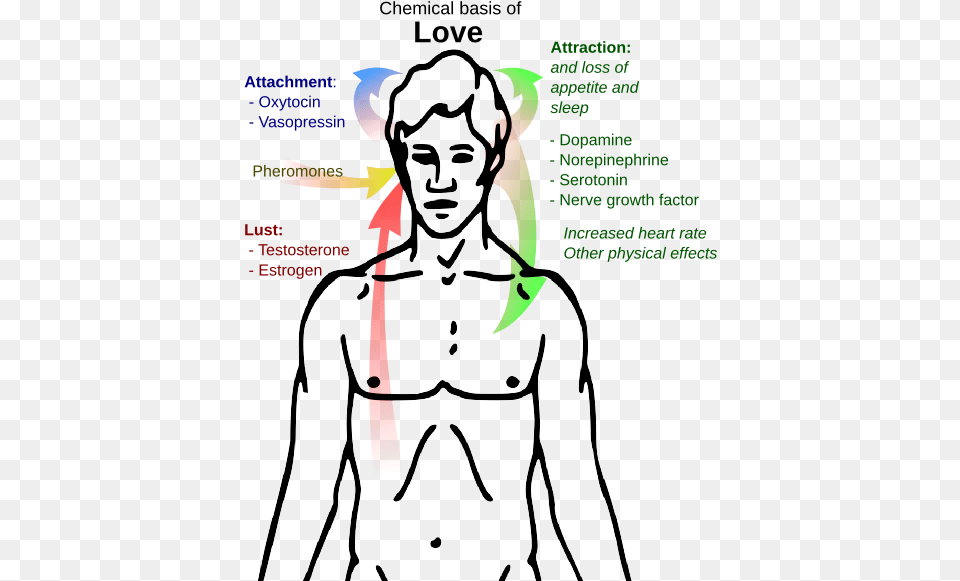 Chemical Basis Of Love, Adult, Person, Man, Male Free Png Download