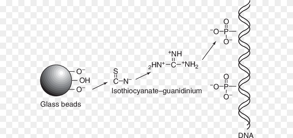 Chemical Interaction Between The Silica Bead And Dna Guanidine Thiocyanate Silica Dna, Nature, Night, Outdoors, Sphere Free Png