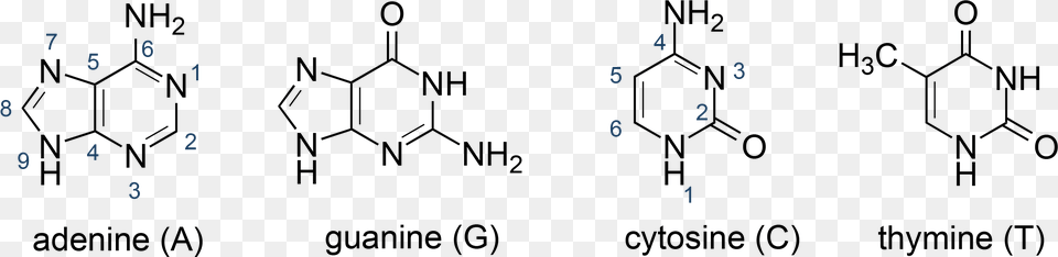 Chemical Structures Of The Heterocyclic Bases Of Dna Nucleic Acid Base Structure, Text Free Png