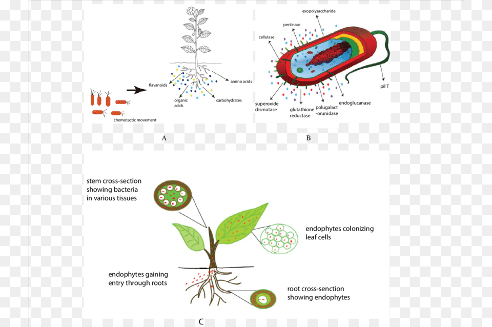 Chemotactic Movement In Plants, Text Free Png