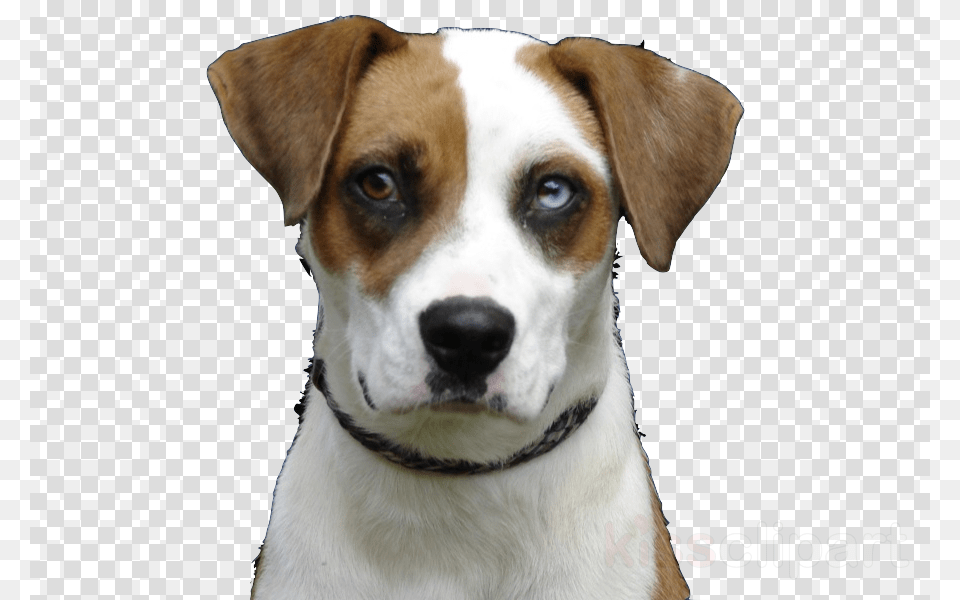 Cherokee County Animal Shelter Clipart English Foxhound Happy Diwali Hd, Canine, Dog, Hound, Mammal Free Png Download