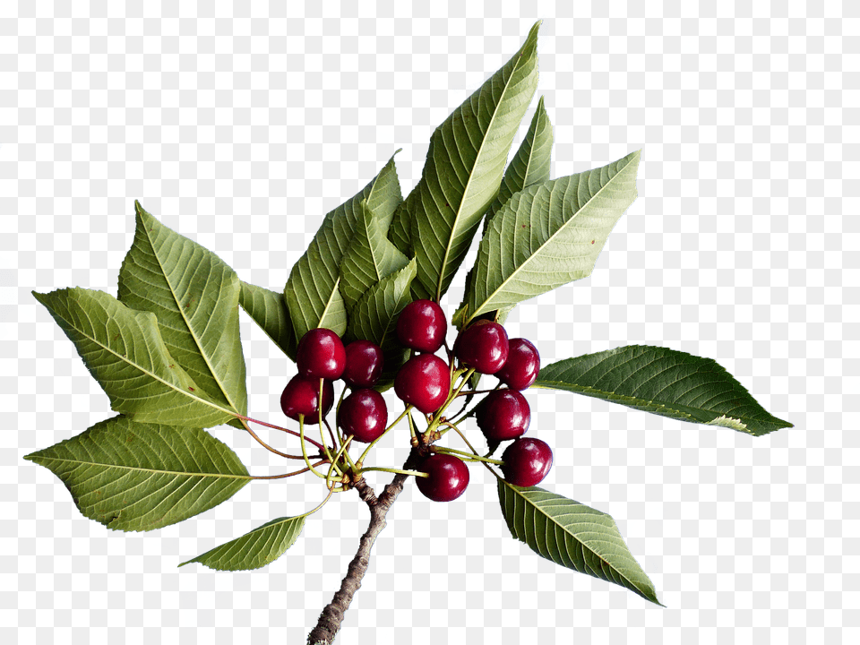 Cherries Cherry, Food, Fruit, Plant Free Png Download