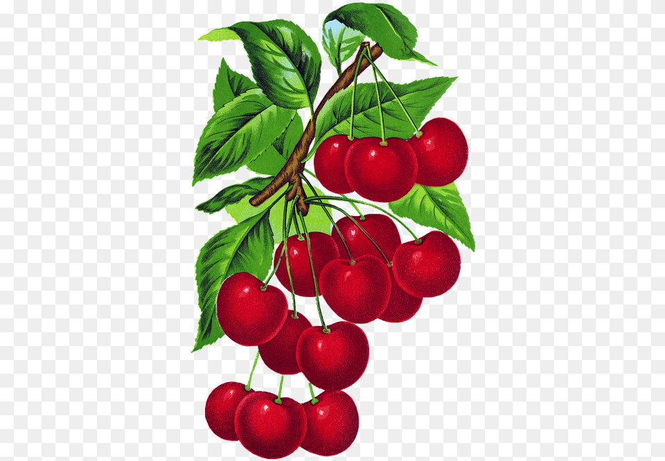 Cherries Vintage Cherry Branch Fruit Leaves Red Branch Of Cherries, Food, Plant, Produce, Apple Free Png Download