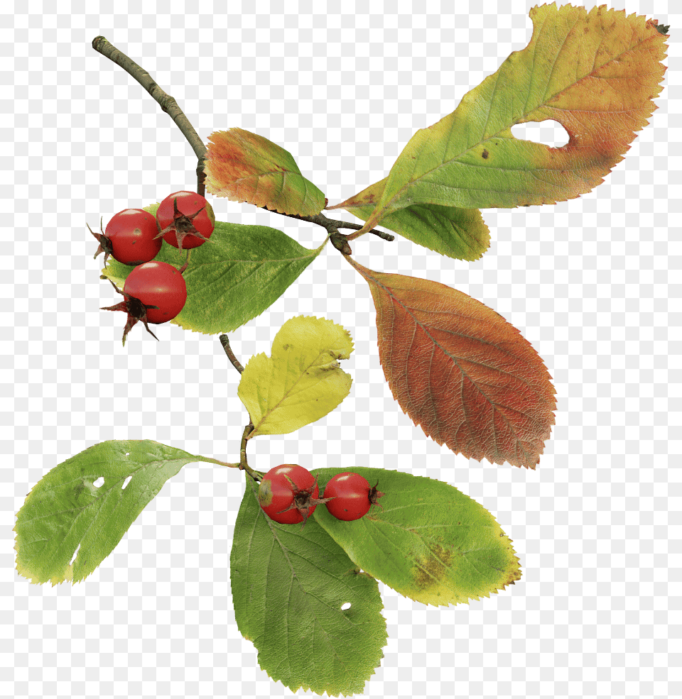 Cherry, Food, Fruit, Leaf, Plant Free Png