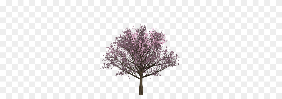 Cherry Flower, Plant, Tree, Cherry Blossom Png