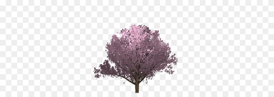 Cherry Flower, Plant, Cherry Blossom, Tree Png