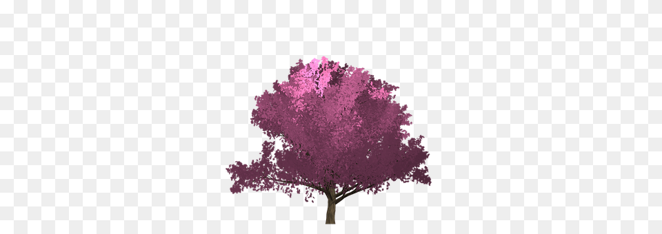 Cherry Flower, Plant, Purple, Tree Png
