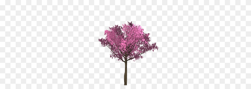 Cherry Flower, Plant, Purple, Tree Free Png Download