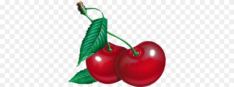 Cherry, Food, Fruit, Plant, Produce Free Transparent Png