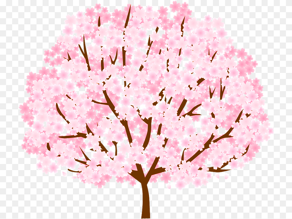 Cherry Blossom, Flower, Plant, Cherry Blossom Free Png Download