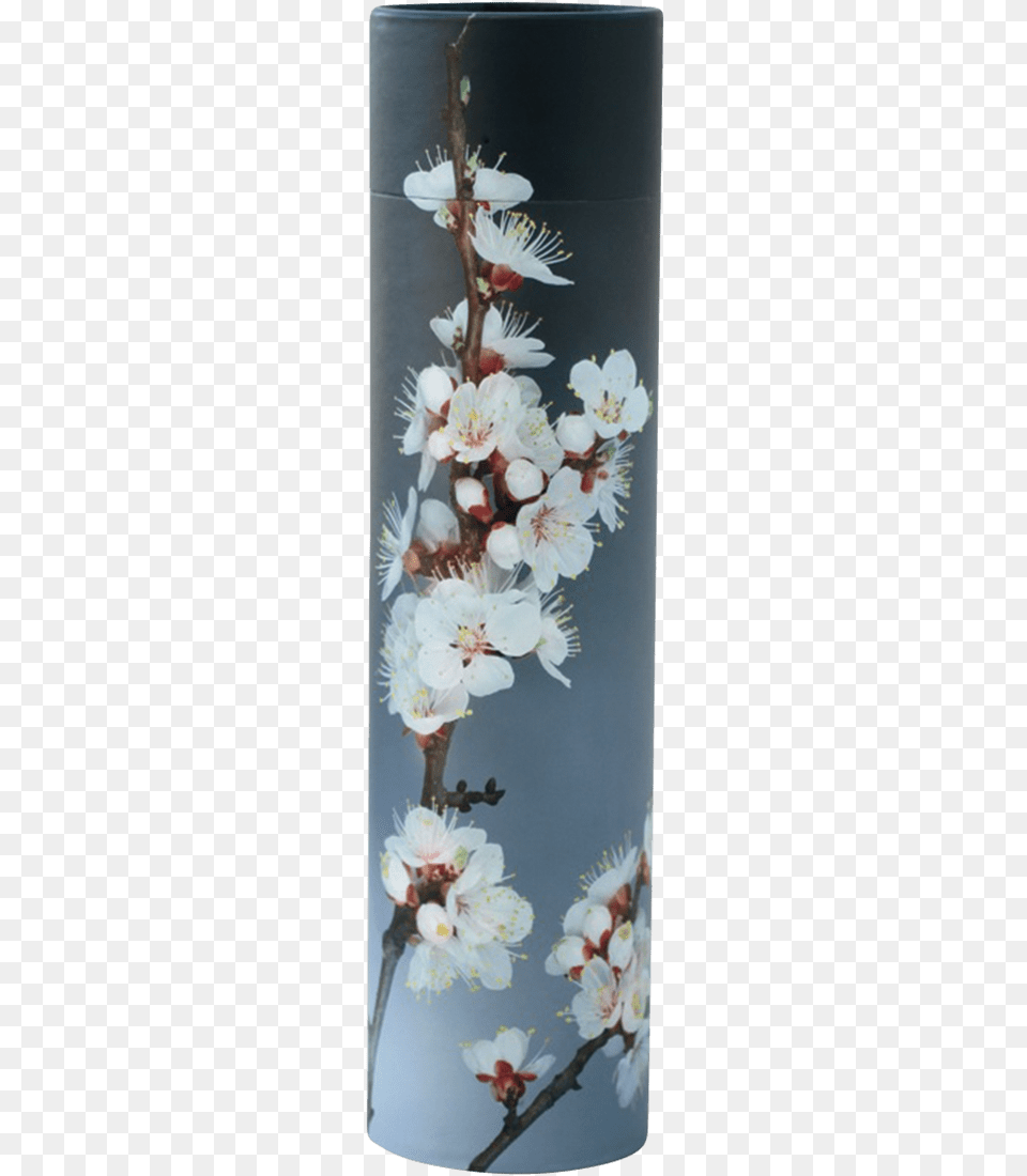 Cherry Blossom, Flower, Plant, Cherry Blossom, Petal Free Png Download