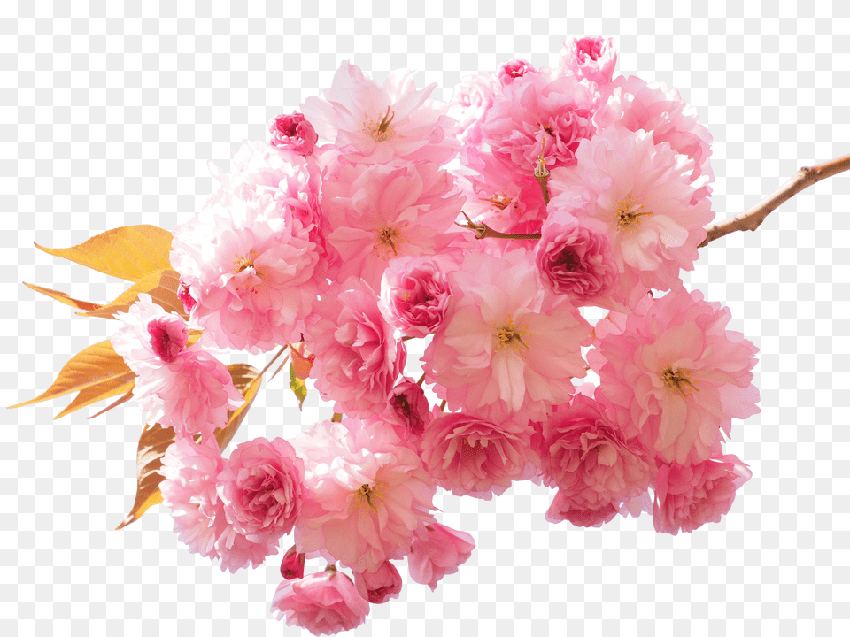 Cherry Blossom Clip Png Image