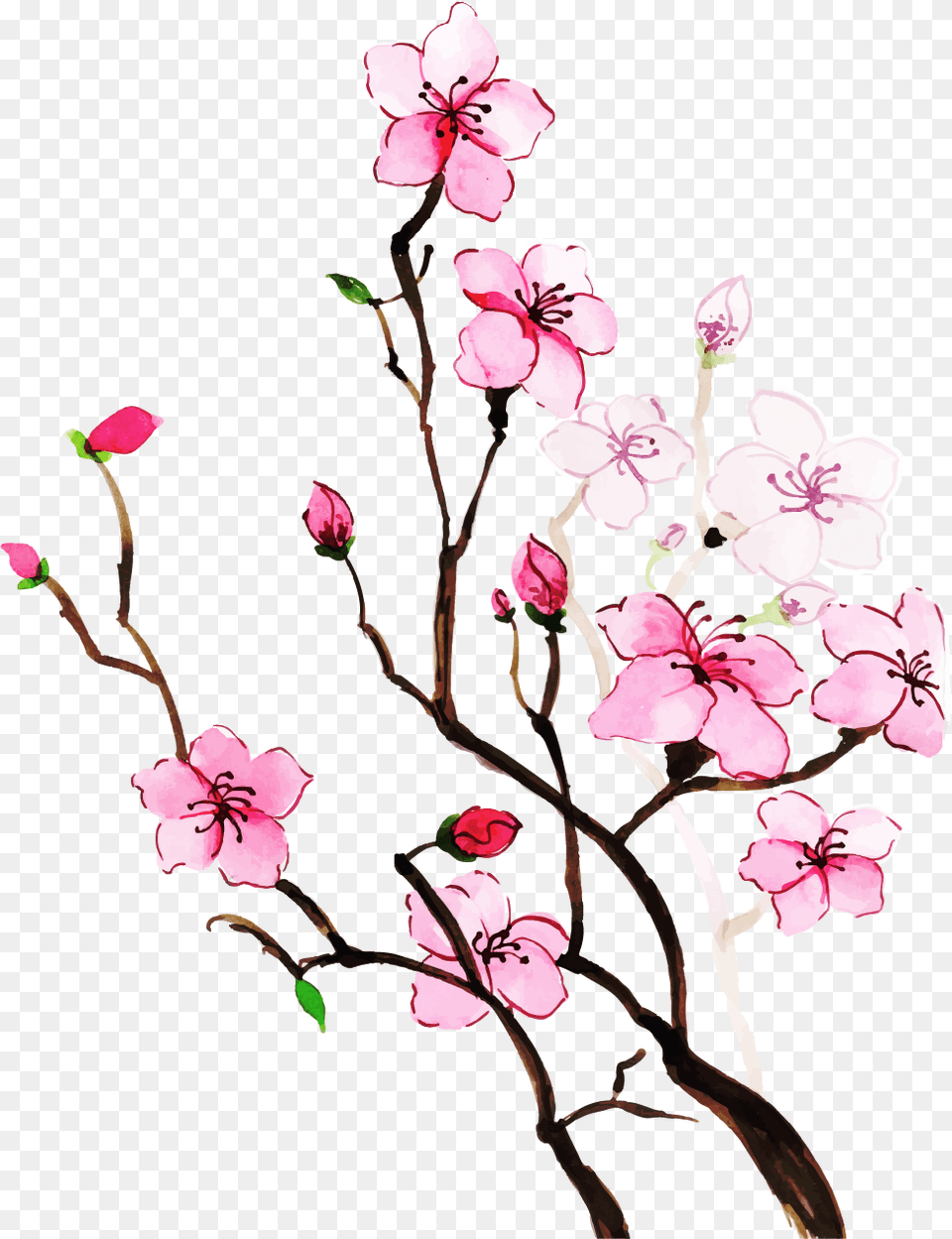 Cherry Blossom, Flower, Plant, Cherry Blossom, Rose Png Image