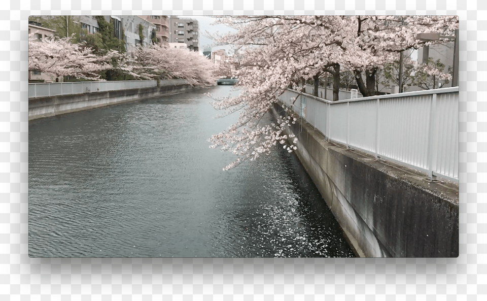 Cherry Blossom, Flower, Plant, Canal, Outdoors Free Transparent Png