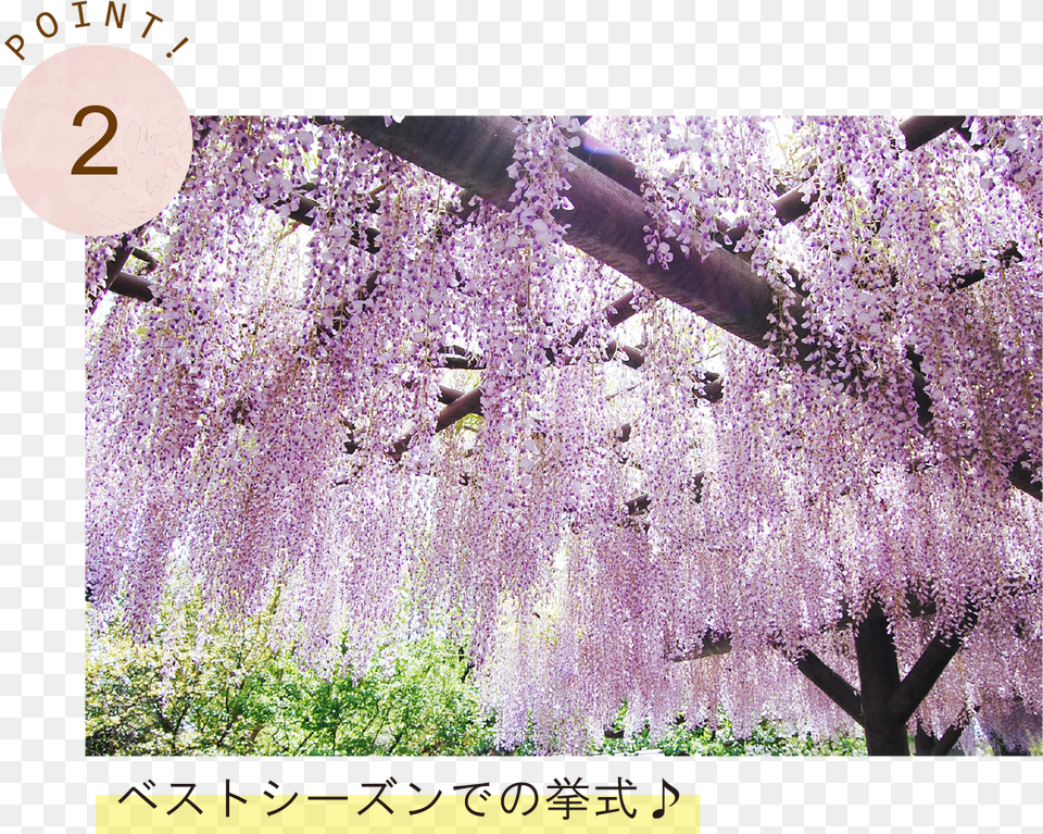 Cherry Blossom, Flower, Plant, Garden, Nature Free Transparent Png