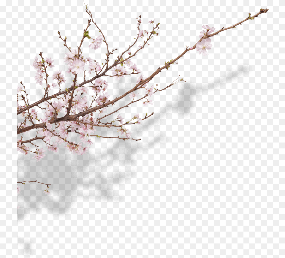 Cherry Blossom, Flower, Plant, Cherry Blossom, Petal Free Png