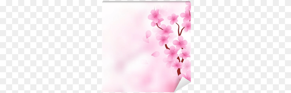 Cherry Blossom, Flower, Plant, Cherry Blossom, White Board Free Transparent Png