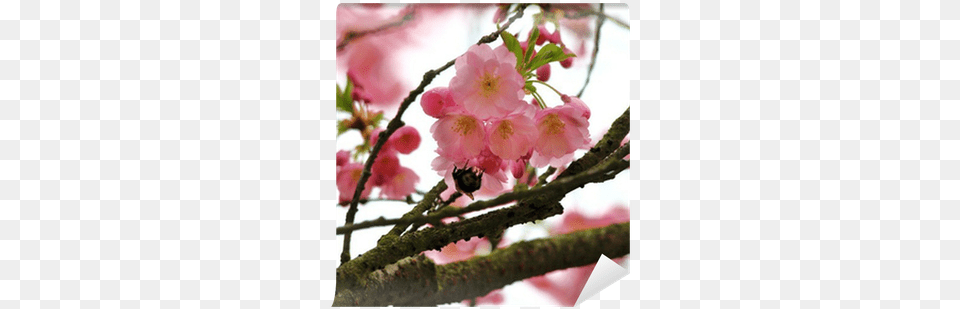 Cherry Blossom, Flower, Petal, Plant, Cherry Blossom Free Png
