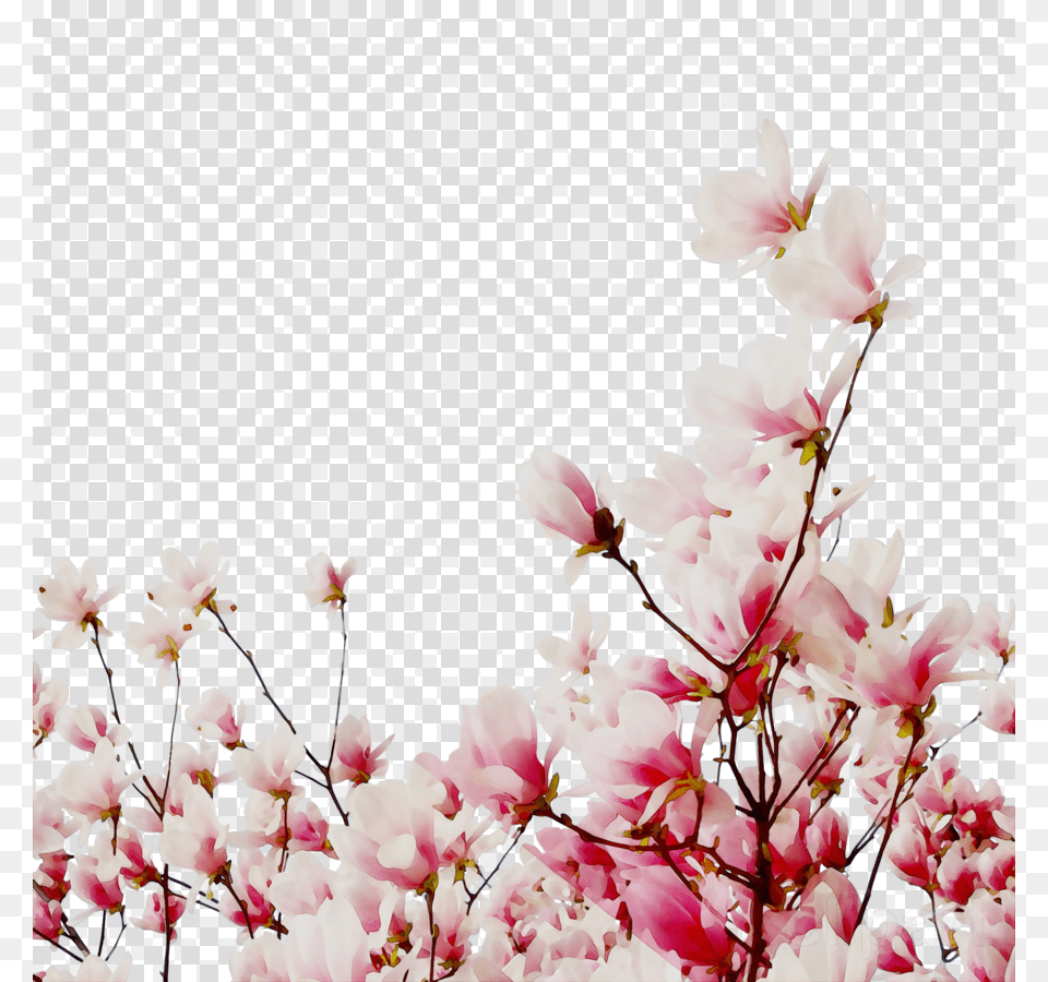 Cherry Blossom, Flower, Petal, Plant, Cherry Blossom Free Transparent Png