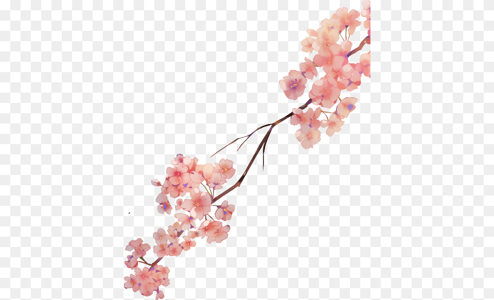 Cherry Blossom, Flower, Plant, Cherry Blossom, Petal Png Image