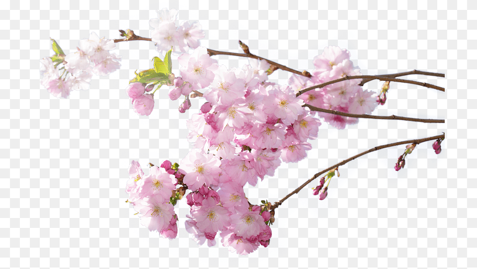 Cherry Blossom, Flower, Plant, Cherry Blossom Png Image