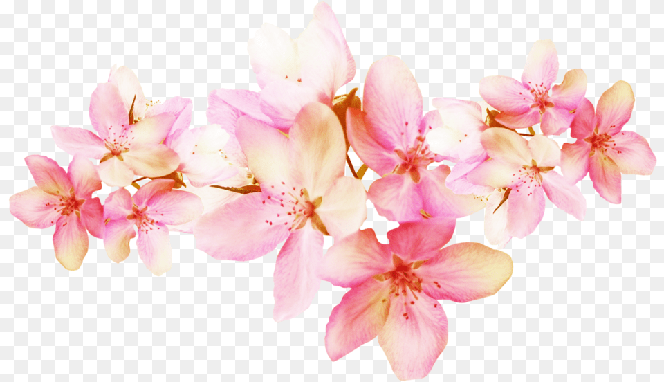 Cherry Blossom, Flower, Plant, Geranium, Petal Free Transparent Png