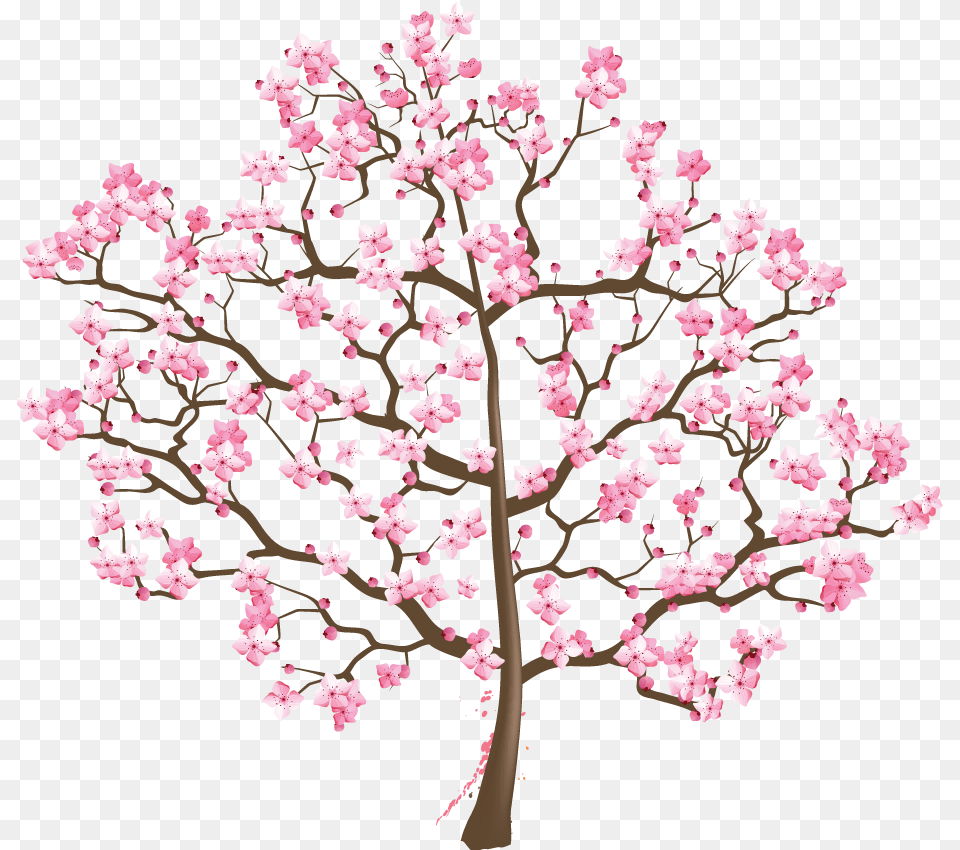 Cherry Blossom, Flower, Plant, Cherry Blossom Png Image