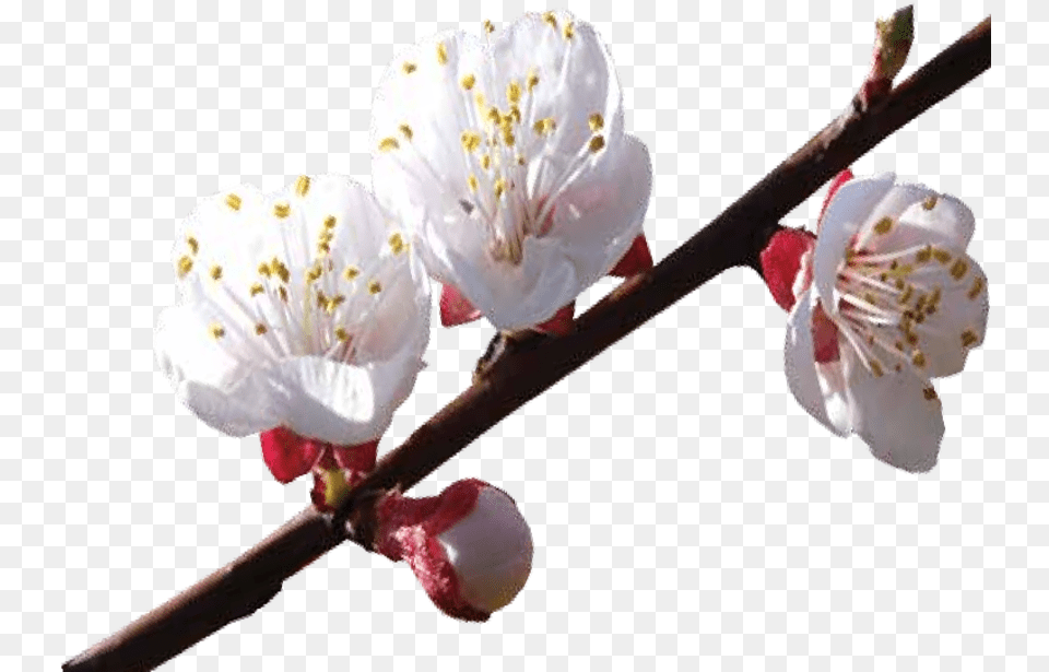 Cherry Blossom, Flower, Plant, Petal, Cherry Blossom Free Transparent Png