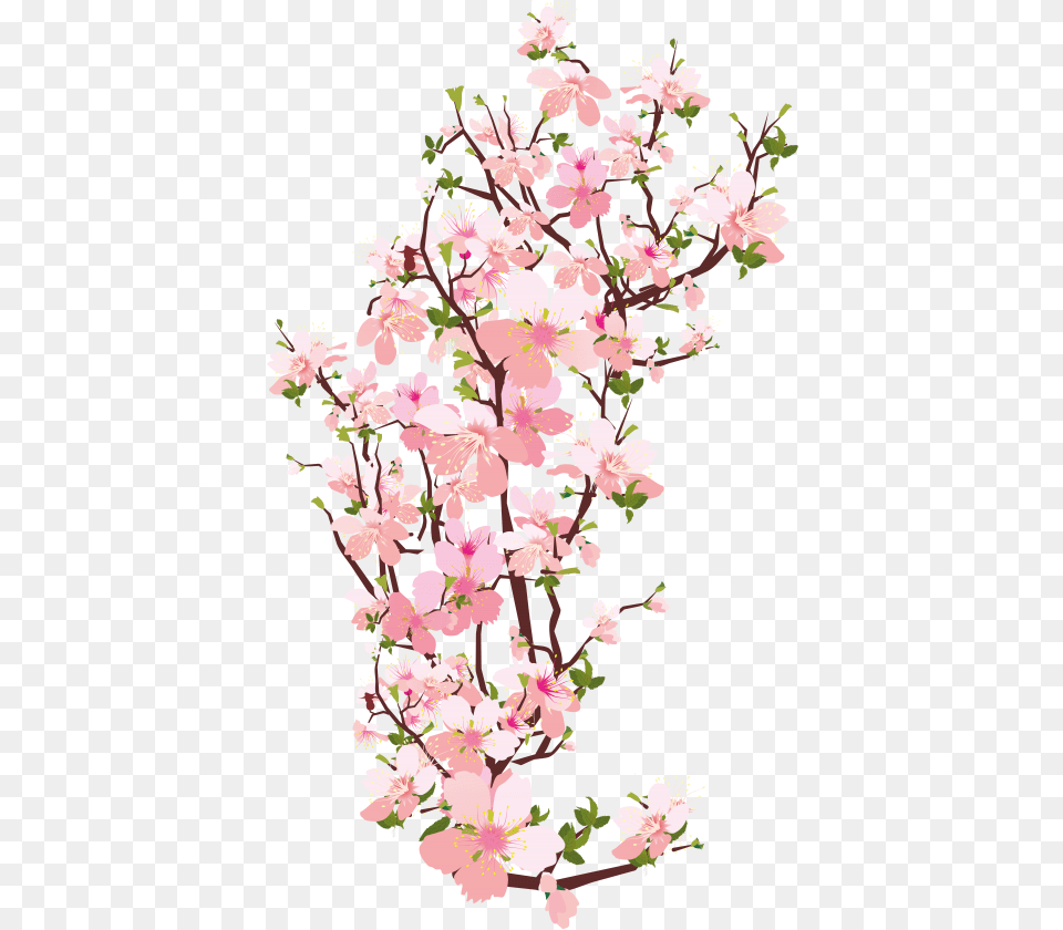 Cherry Blossom, Flower, Plant, Cherry Blossom Free Png