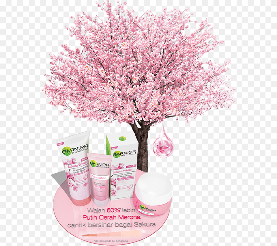 Cherry Blossom, Flower, Plant, Cherry Blossom, Petal Png