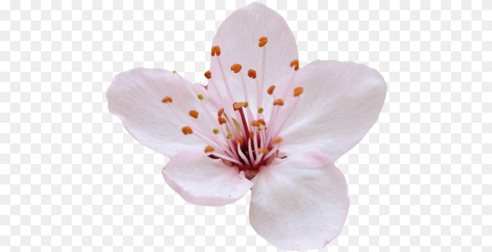 Cherry Blossom, Flower, Plant, Cherry Blossom, Petal Png Image