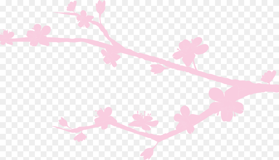 Cherry Blossom, Flower, Plant, Cherry Blossom, Person Png