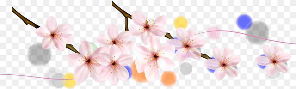 Cherry Blossom, Flower, Plant, Anther, Balloon Free Png Download