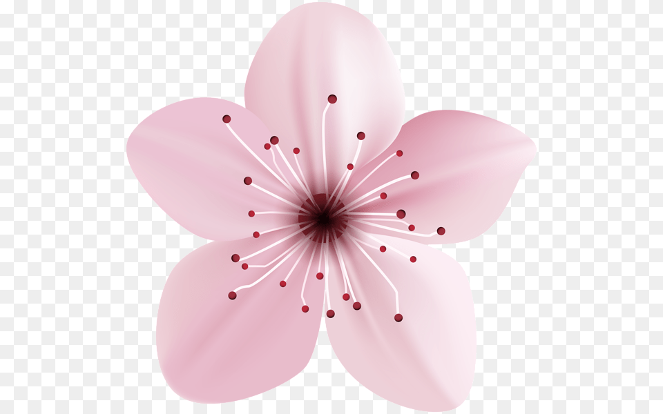 Cherry Blossom, Flower, Plant, Cherry Blossom, Anther Free Transparent Png