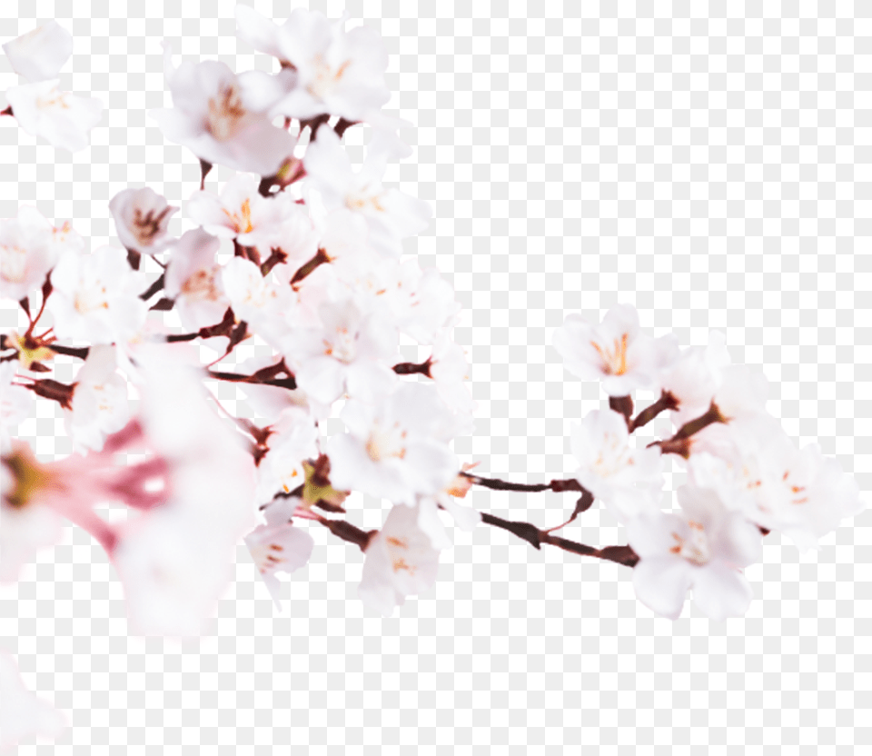 Cherry Blossom, Flower, Plant, Cherry Blossom Free Png Download