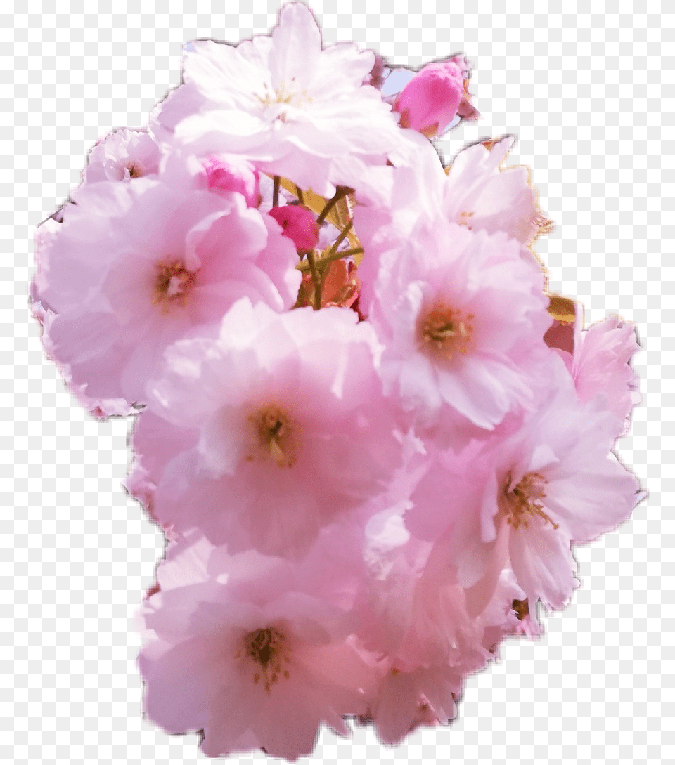 Cherry Blossom, Flower, Geranium, Plant, Petal Png Image