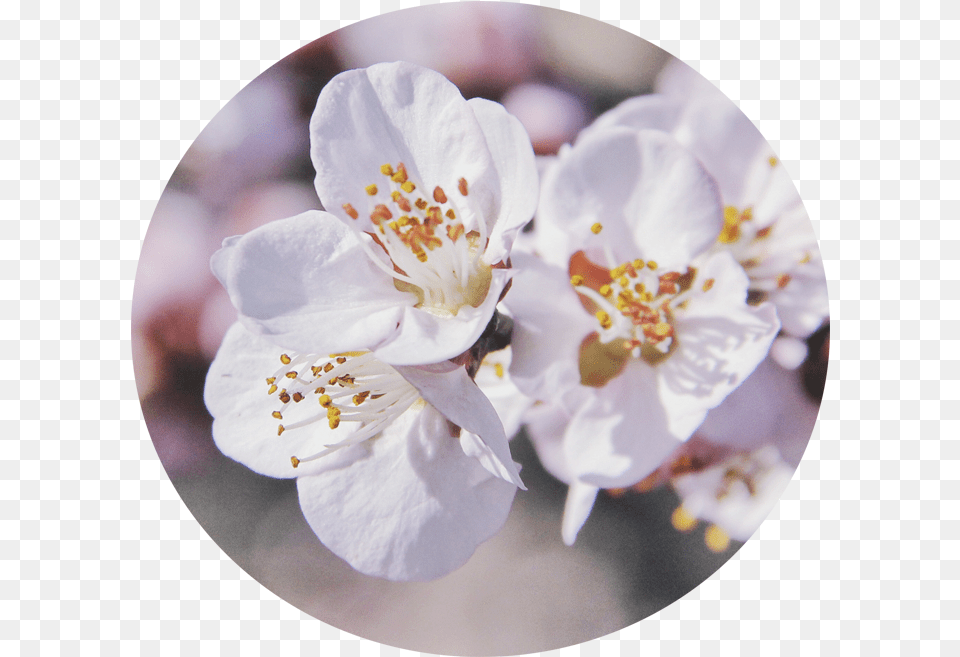 Cherry Blossom, Flower, Plant, Pollen, Rose Free Png Download