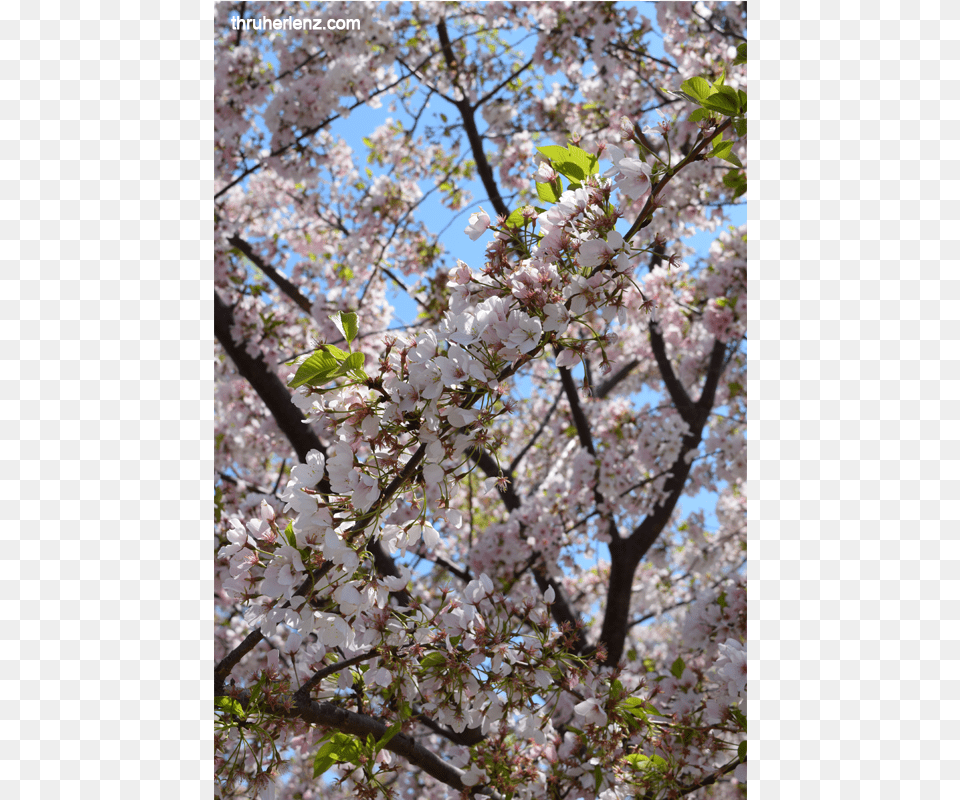Cherry Blossom, Cherry Blossom, Flower, Plant Free Transparent Png