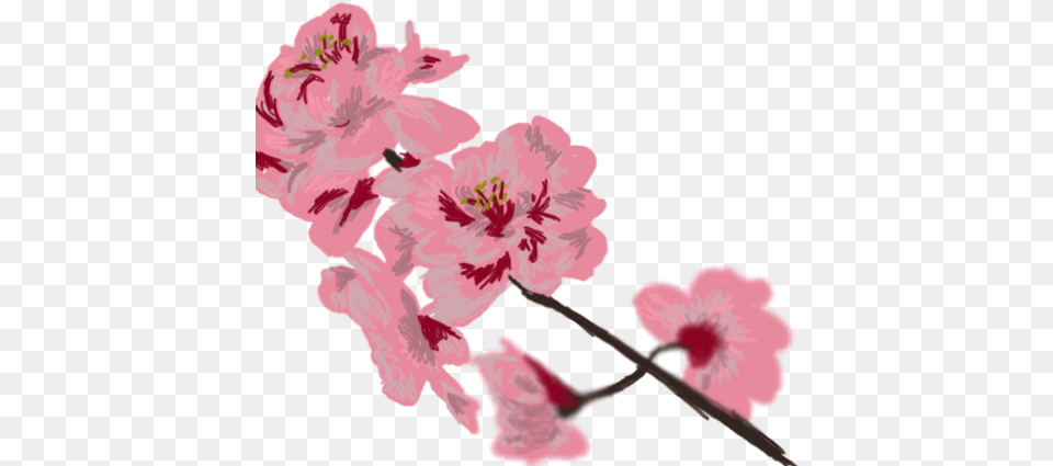 Cherry Blossom, Flower, Plant, Cherry Blossom, Person Free Png Download