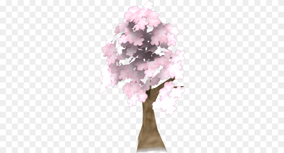 Cherry Blossom, Flower, Plant, Potted Plant, Tree Png
