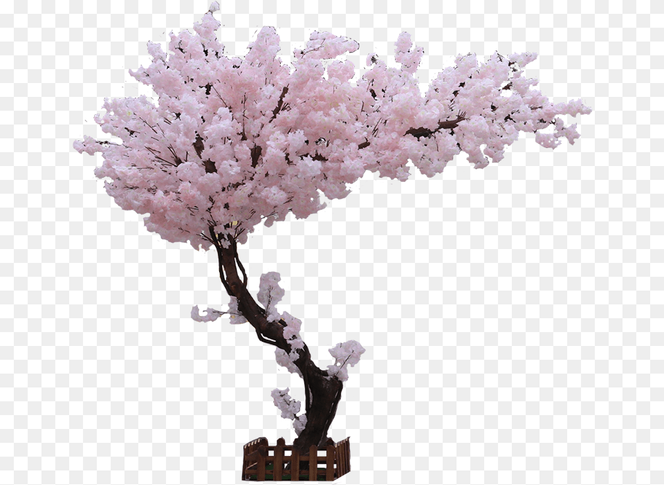 Cherry Blossom, Flower, Plant, Cherry Blossom Free Png