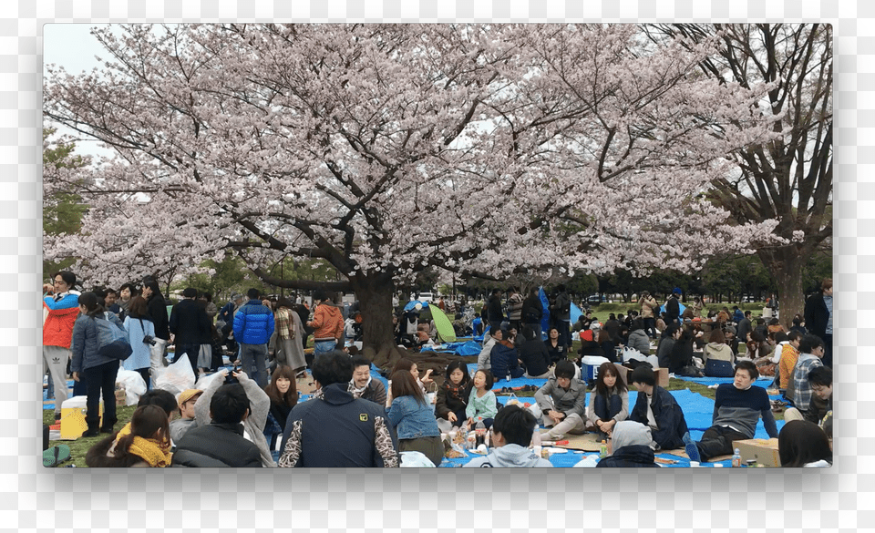 Cherry Blossom, Flower, Plant, Nature, Park Free Png