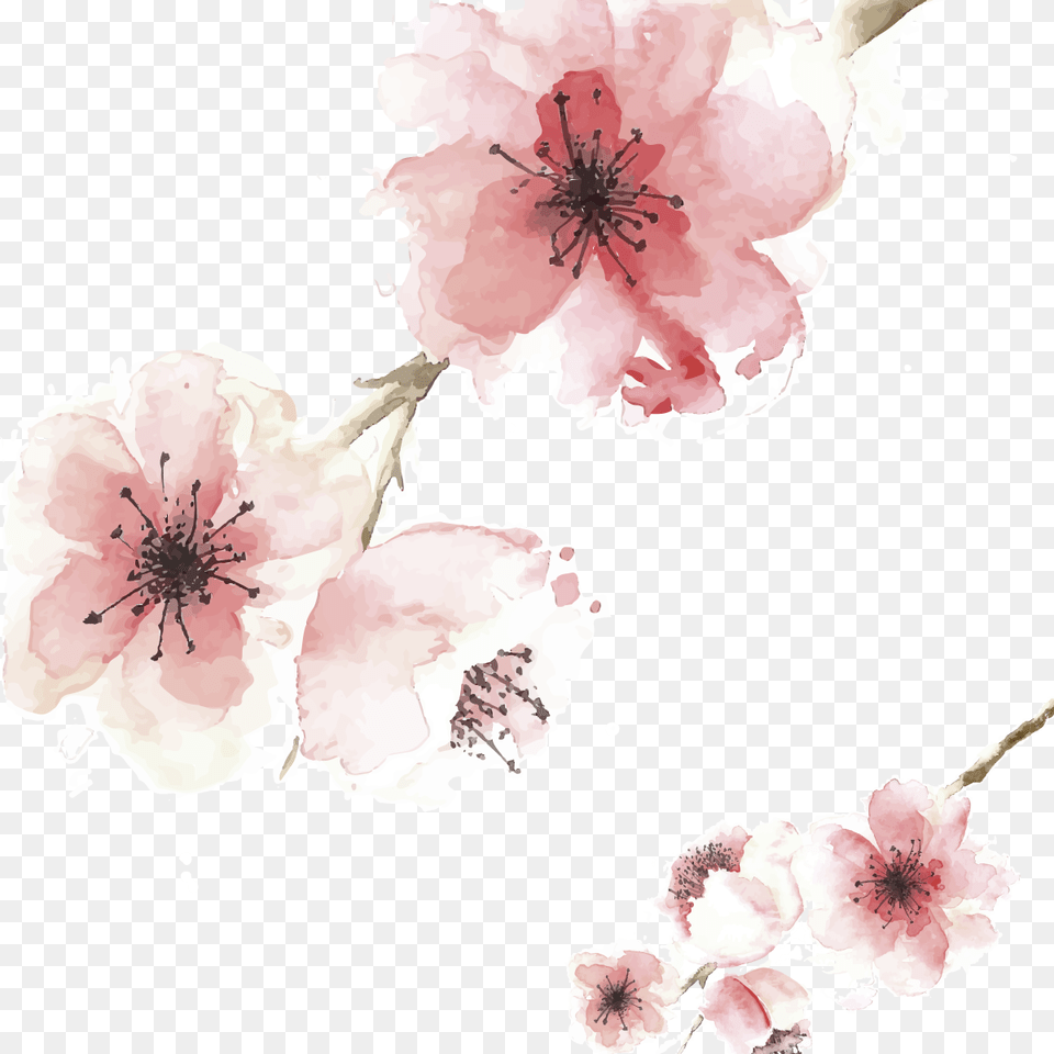 Cherry Blossom, Flower, Plant, Cherry Blossom, Petal Free Png Download