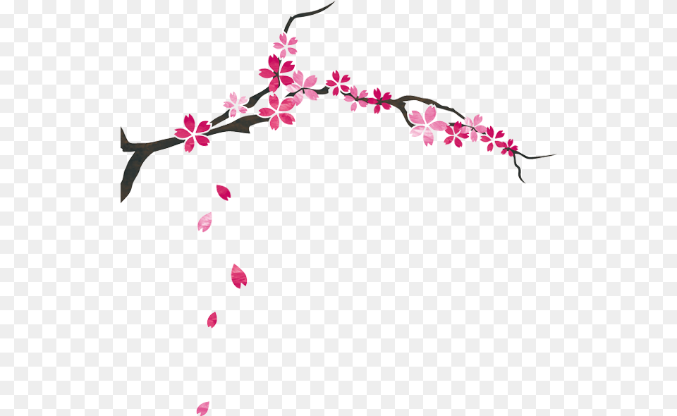 Cherry Blossom, Flower, Petal, Plant, Cherry Blossom Free Png