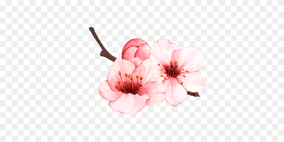 Cherry Blossom, Flower, Plant, Anther, Cherry Blossom Png Image