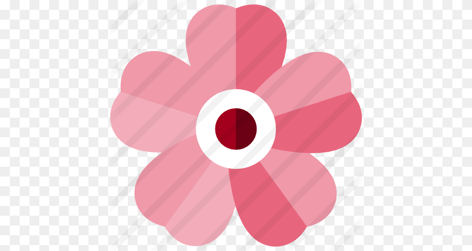 Cherry Blossom, Anemone, Daisy, Flower, Petal Free Png