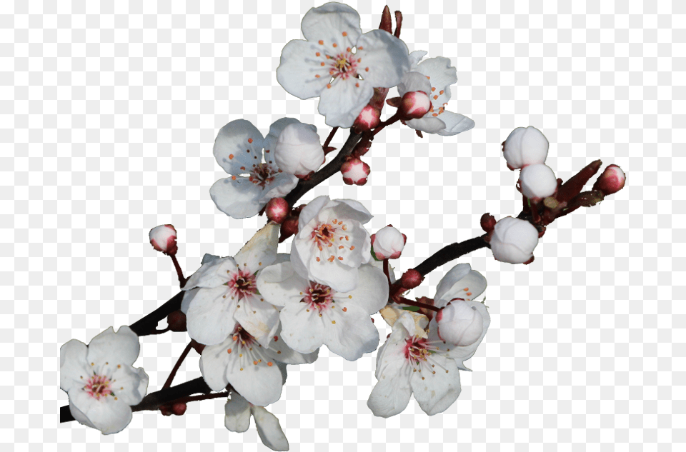 Cherry Blossom, Flower, Plant, Cherry Blossom, Geranium Free Png