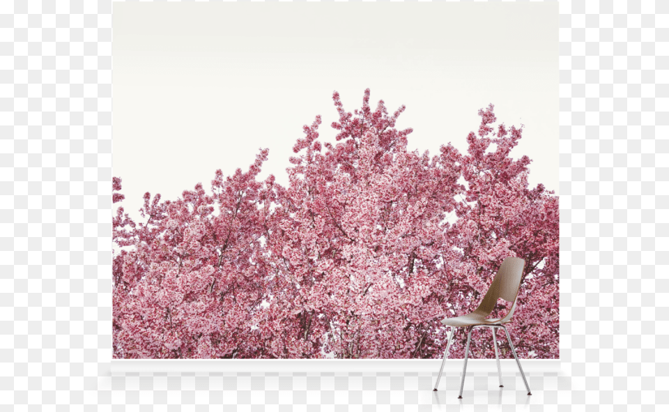 Cherry Blossom, Chair, Flower, Furniture, Plant Png Image